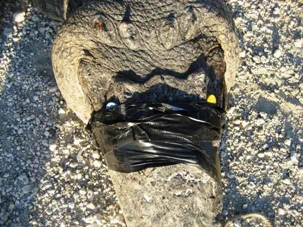 磁石がワニの方向感覚を狂わせる