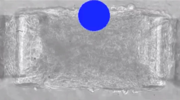 光で動く筋肉でロボットを本物の生き物のように動かすことができる