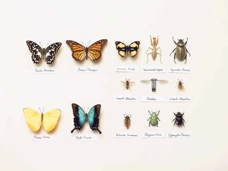 昆虫ドローンの台頭