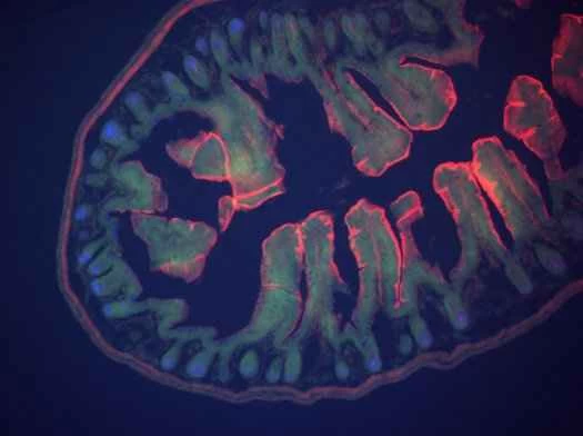 腸：研究室で培養