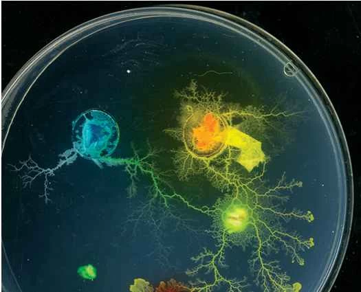 生きた細胞がデータ処理の未来である理由