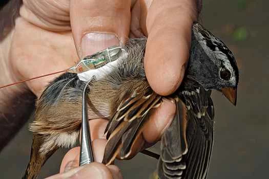 移動する獣たち：天候を予測し、病気を防ぎ、種を救うために、翼のある渡り鳥を追跡する