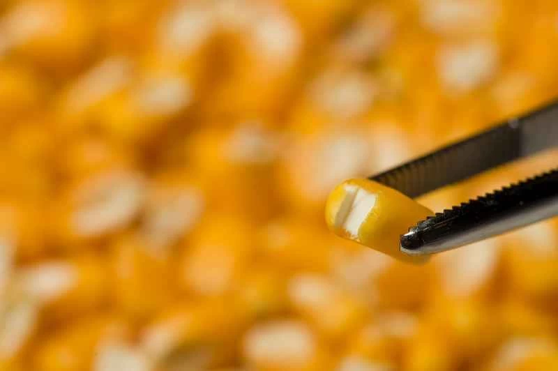 エル誌が遺伝子組み換えトウモロコシを粗雑に批判した理由