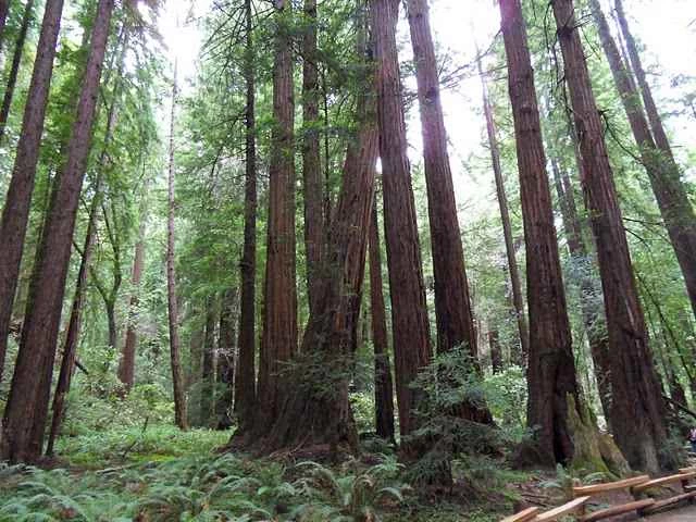 Wi-Fiの放射線が樹木を枯らしている、新たな研究で判明