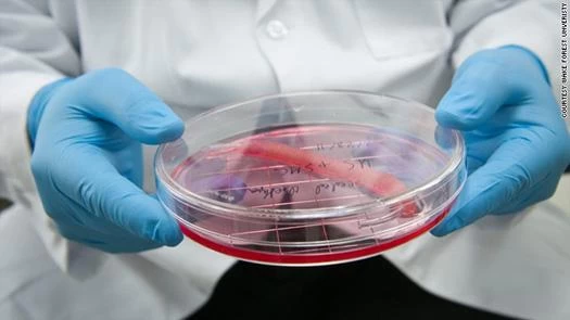 科学者たちは実験室で培養したペニスを人間で実験したいと考えている