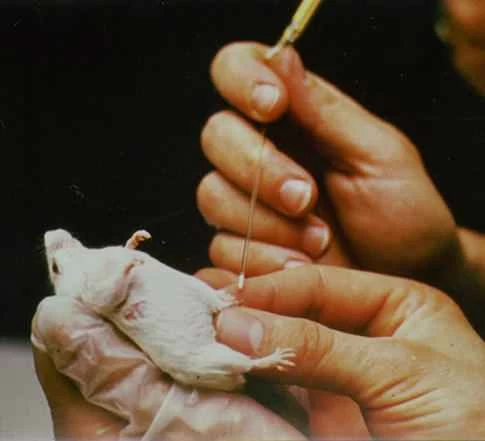 人間のためのマウスミルク