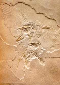 始祖鳥のキャスト