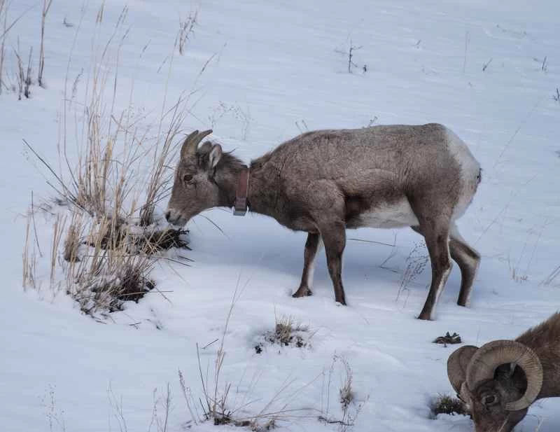 雪の中のビッグホーン雄羊。