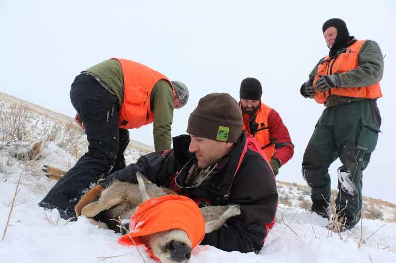 GPS首輪は野生生物研究者が重要な疑問に答えるのに役立つ