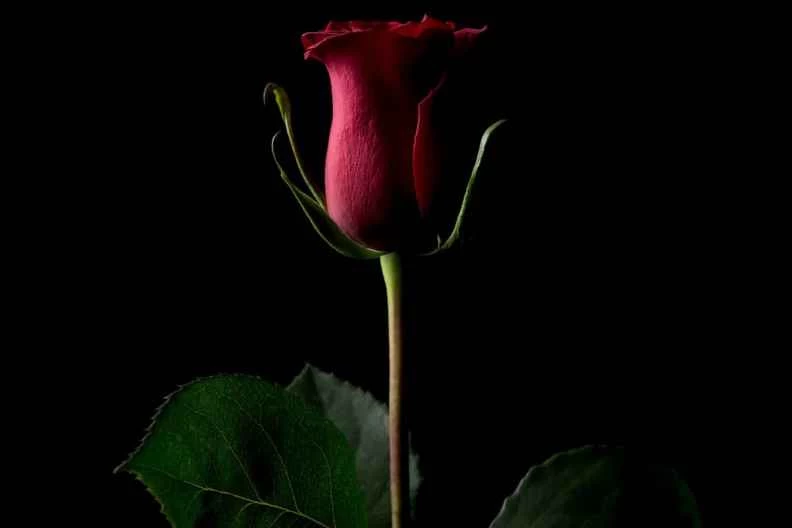 クリプトローズ