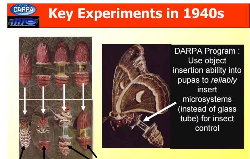 その虫はスパイですか?