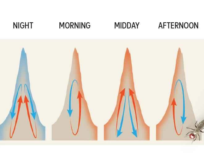 シロアリは自然界で最も驚くべき超高層ビルのエンジニアです