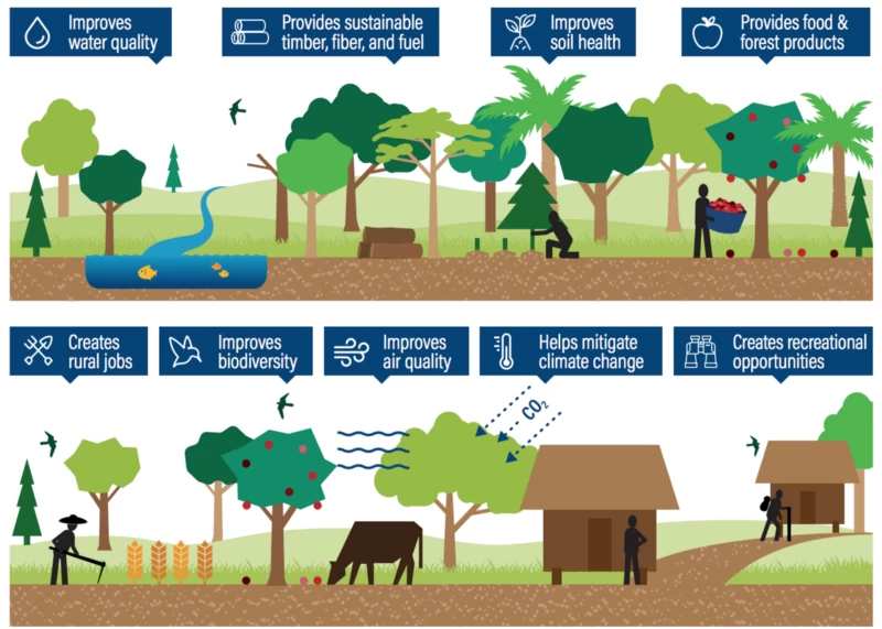 木がもたらす多くの恩恵。