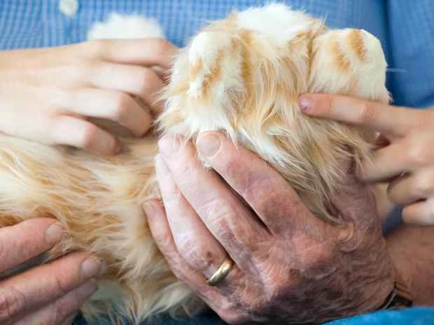 ハズブロ ロボティックキャット3